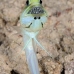 jawfish_yellowhead_bcf_nwp_v_0302_tci2230.jpg